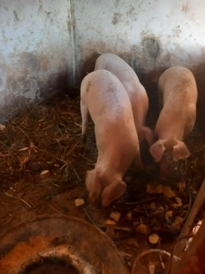 Porci 80-90 kg