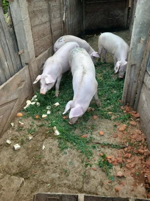 Porci 100-110 kg