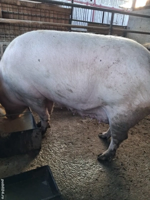 de vânzare scroafă 240 kg crescută la țară ofer transport 