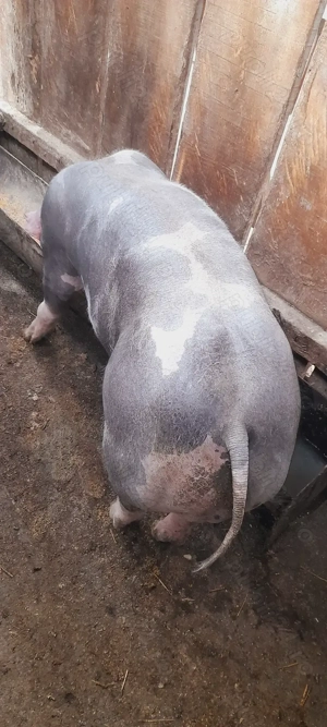    Vand      grasun  ... - imagine 5