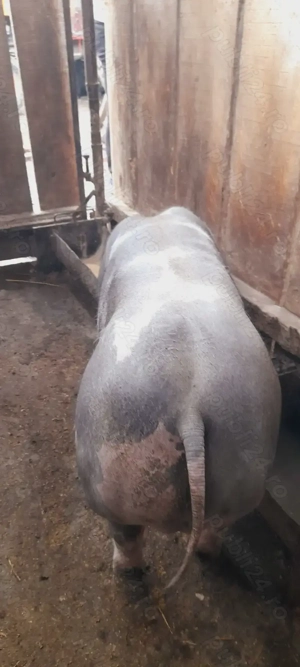    Vand      grasun  ... - imagine 2