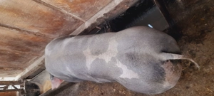    Vand      grasun  ... - imagine 4