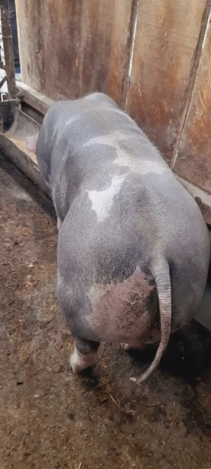    Vand      grasun  ... - imagine 3