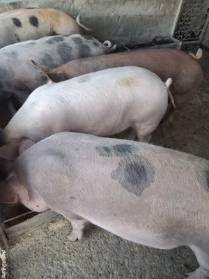 de vânzare 5 masculi  70 ...90 kg rasă duroc și petrean 