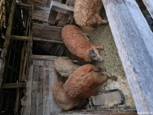 Vand porci mangalita si bazna  - imagine 3