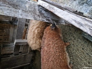 Vand porci mangalita si bazna  - imagine 2