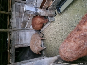 Vand porci mangalita si bazna  - imagine 4