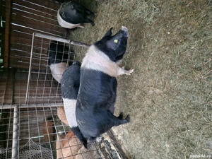 Vand porci mangalita si bazna  - imagine 5