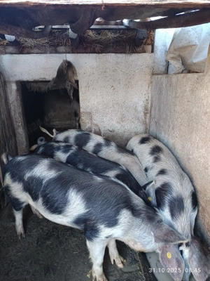 Vănd porci de țară - imagine 2