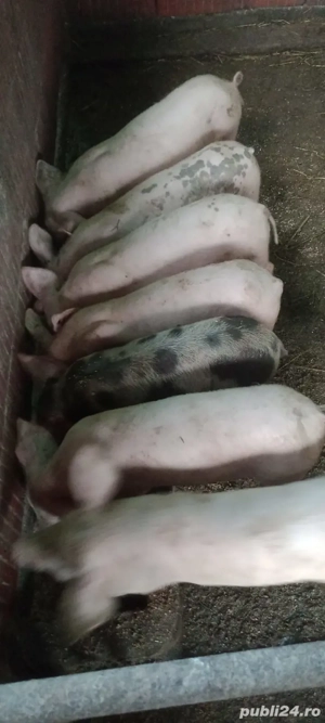purcei de vânzare  - imagine 2