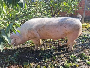 Vier Landrace rasa pura!!! - imagine 4