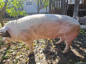 Vier Landrace rasa pura!!! - imagine 3