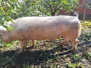 Vier Landrace rasa pura!!! - imagine 2