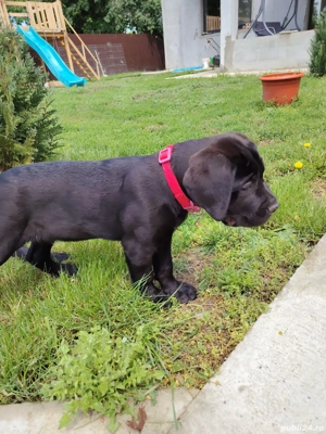 Vând cane corso talie mare