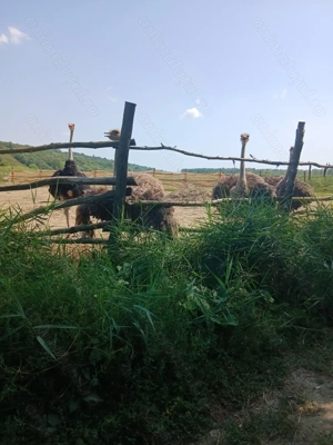 Struți de vanzare - imagine 3