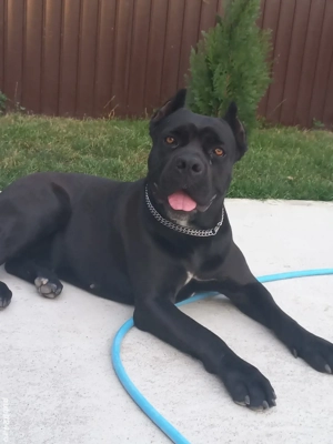 Vând cane corso talie mare - imagine 5