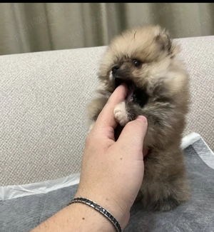Pomeranian toy disponibil o fetiță