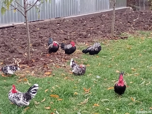 Cocoși și puicuțe chabo de vânzare la Salonta. - imagine 3