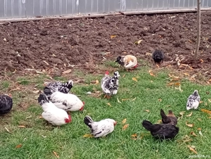 Cocoși și puicuțe chabo de vânzare la Salonta.