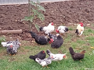 Cocoși și puicuțe chabo de vânzare la Salonta. - imagine 2