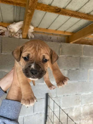 Vând 5 căței. 3 masculi și 2 femele  - imagine 3