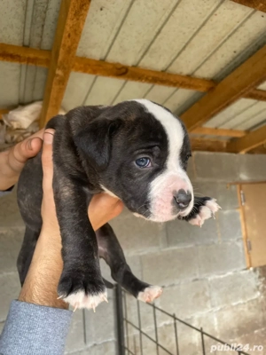 Vând 5 căței. 3 masculi și 2 femele  - imagine 5