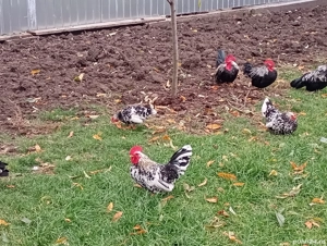 Cocoși și puicuțe chabo de vânzare la Salonta. - imagine 4