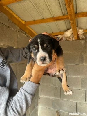 Vând 5 căței. 3 masculi și 2 femele  - imagine 4