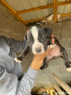 Vând 5 căței. 3 masculi și 2 femele  - imagine 2