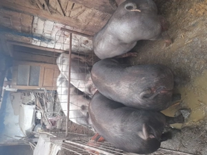 Porci de carne Petran belgian și duroc