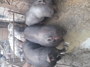 Porci de carne Petran belgian și duroc - imagine 2