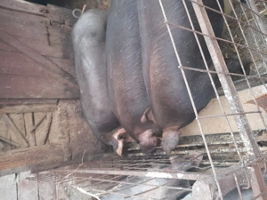 Porci de carne Petran belgian și duroc - imagine 3