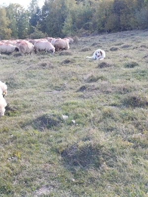 Caine de vanzare - imagine 4