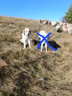 Caine de vanzare - imagine 2