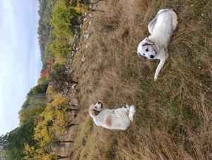 Caine de vanzare - imagine 3