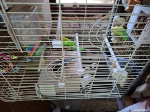 Papagali perusi - imagine 4