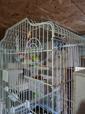 Papagali perusi - imagine 3