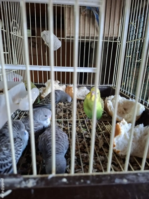 Papagali perusi - imagine 2