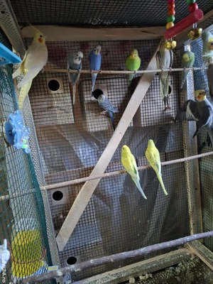 Papagali perusi - imagine 5