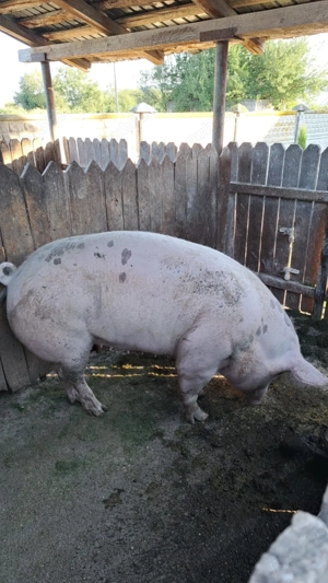 De vânzare 250 kg Corcova 