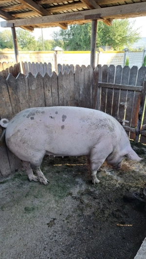 De vânzare 250 kg Corcova  - imagine 4