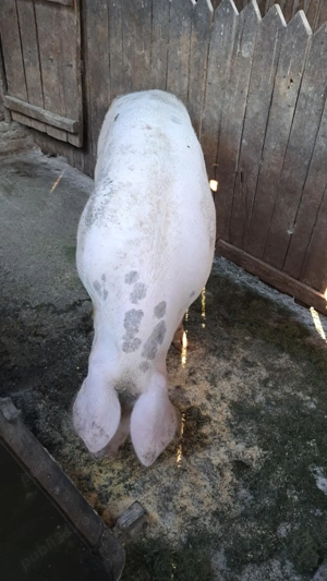 De vânzare 250 kg Corcova  - imagine 2