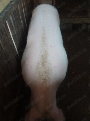 De vânzare 250 kg Corcova  - imagine 5