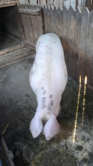 De vânzare 250 kg Corcova  - imagine 3