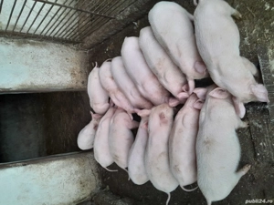 vind purcei  - imagine 2