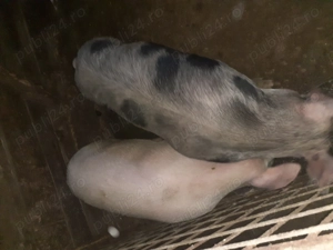 Porci de vanzare crescuti doar cu cereale! - imagine 3