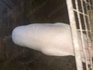 Porci de vanzare crescuti doar cu cereale!