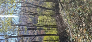 Vand 1 hectar la.munte teren împădurit.