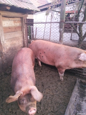 porci duroc