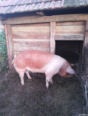 porci duroc - imagine 4